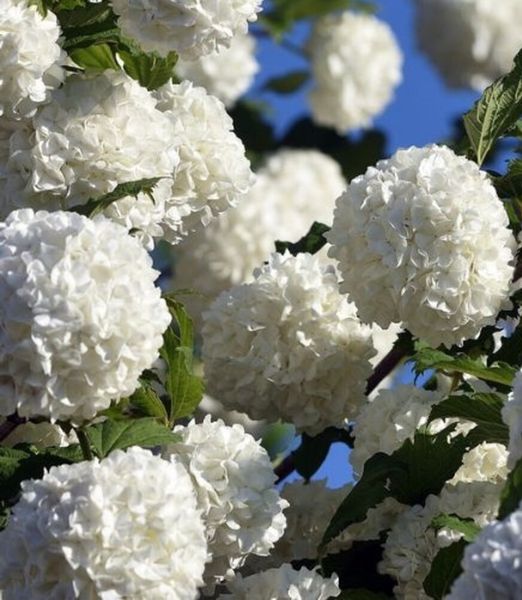 Viburnum 'Eskimo' 100cm kmienok